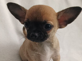 X3 Chihuahua puppies for dale