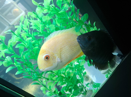 Red spotted gold severums