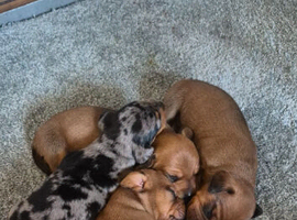 2 boy 1 girl short haired minature dachshund puppies