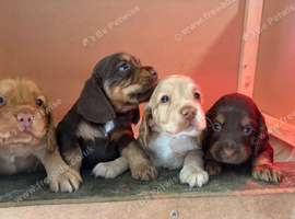 3 gorgeous cocker spaniel boys