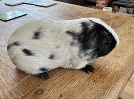 Beautiful baby Guinea Pigs