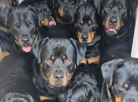Heaven's Walk Canine Obedience