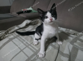 3 Gorgeous, Playful Kittens