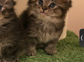 Male Kitten British Longhair