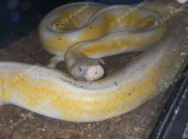 Few different reptiles for sale