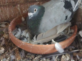 Racing pigeons eggs