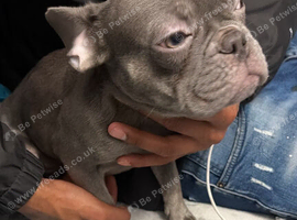 Female frenchy