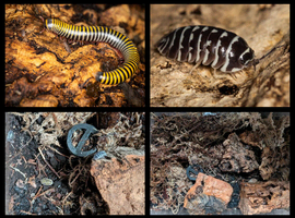 Mixed Miliped and Isopod Colonies with enclosures
