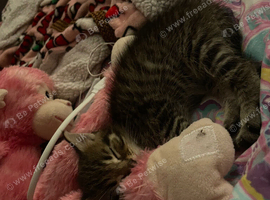 7 week kitten ready to be taken next friday