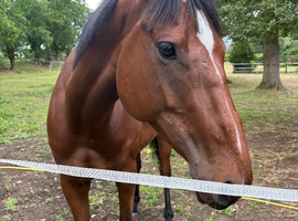 16.1 tb gelding - mocha