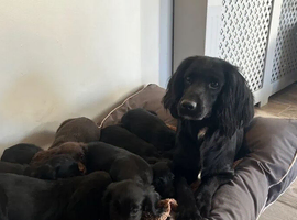 cockers looking for their forever homes