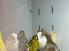Canaries