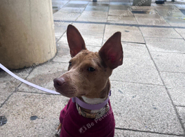 11 month old Jack Russell x patterdale Female