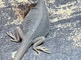 Hypo trans zero beardies