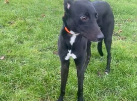 12 month old boy saluki collie grey