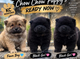 REDUCED  3 KC REGISTERED CHOW CHOW PUPPIES &ndash; CARDIFF