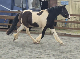 Coloured gelding one for the future.