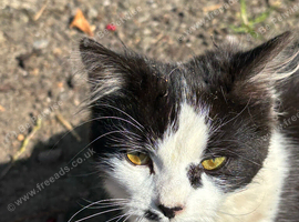 Beautiful mainecoon X British short haired kittens
