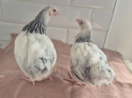 Light sussex batams pullets