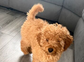 15 week cockapoo little girl fb1