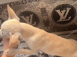 Dior cream chihuahua