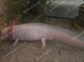 4 year old male axolotl