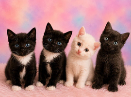 Kittens ready next week!