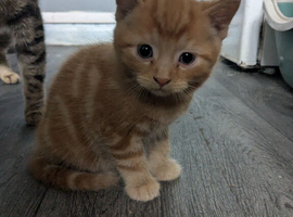 2 playful loving kittens