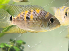 American Cichlids