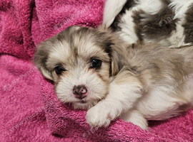 Bichon frise x Jack russell