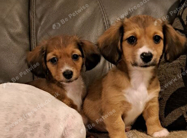 Jackchi x dachshund puppies