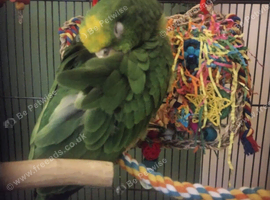 Yellow-Crowned Amazon Parrot Seeking an Experienced New Home