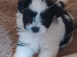 Shih tuz cross pomeranian only two left