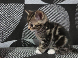 Kittens for sale