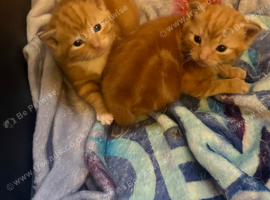 2 rare female Full ginger kittens with beautiful markings