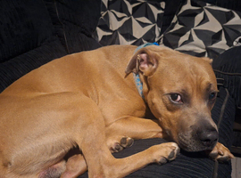 American stafffordshire bull terrier
