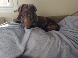 2 year old male benny