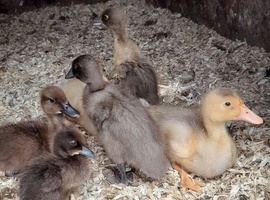 Indian runner ducks