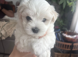 Maltese