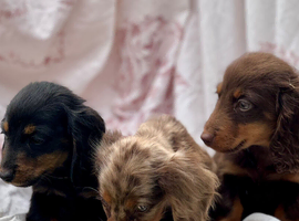 Miniature Long haired Dachshund puppies