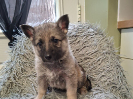 German shepherd pups