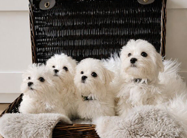Gorgeous Maltese puppies looking for new homes, 1 boy and 1 girl