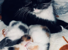Female kitten