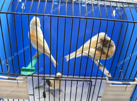Jasp  & harlequin canarys
