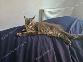 MAINE COON SILVER BLUE TABBY KITTEN BOY FOR SALE