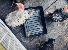 x4 young pekin bantam hens
