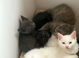 Kittens for sale