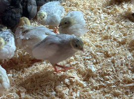 Chinese painted quail