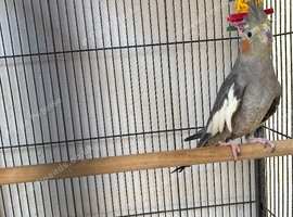 Female cockatiel