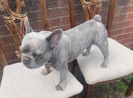 7 year old frenchie